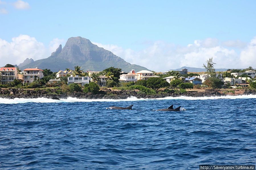Просмотр дельфинов. Видна преимущественная архитектура на берегу Просмотр дельфинов. Видна преимущественная архитектура на берегу