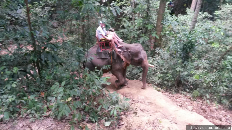 Слоны и джунгли день чудесный! Пхукет, Таиланд