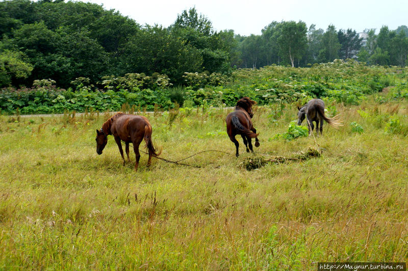 Соперник раздражает до невозможности Южно-Сахалинск, Россия Соперник раздражает до невозможности Южно-Сахалинск, Россия