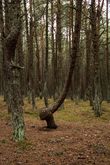 Танцующий лес. Куршская коса