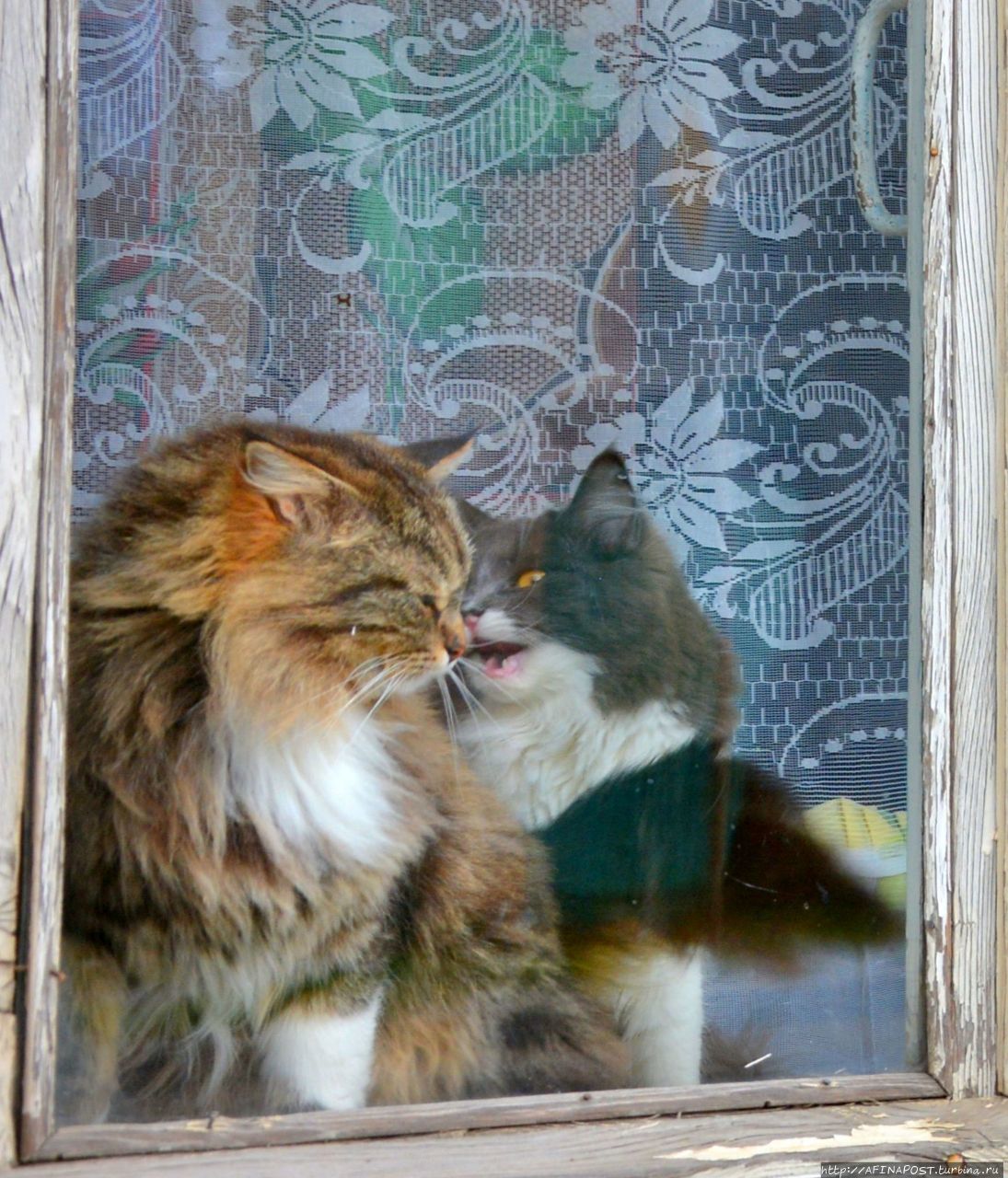 Торжокские киски Торжок, Россия Торжокские киски Торжок, Россия