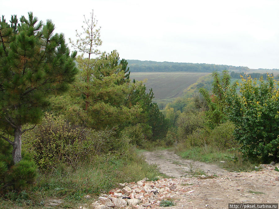 Новы посадки сосен Святогорск, Украина