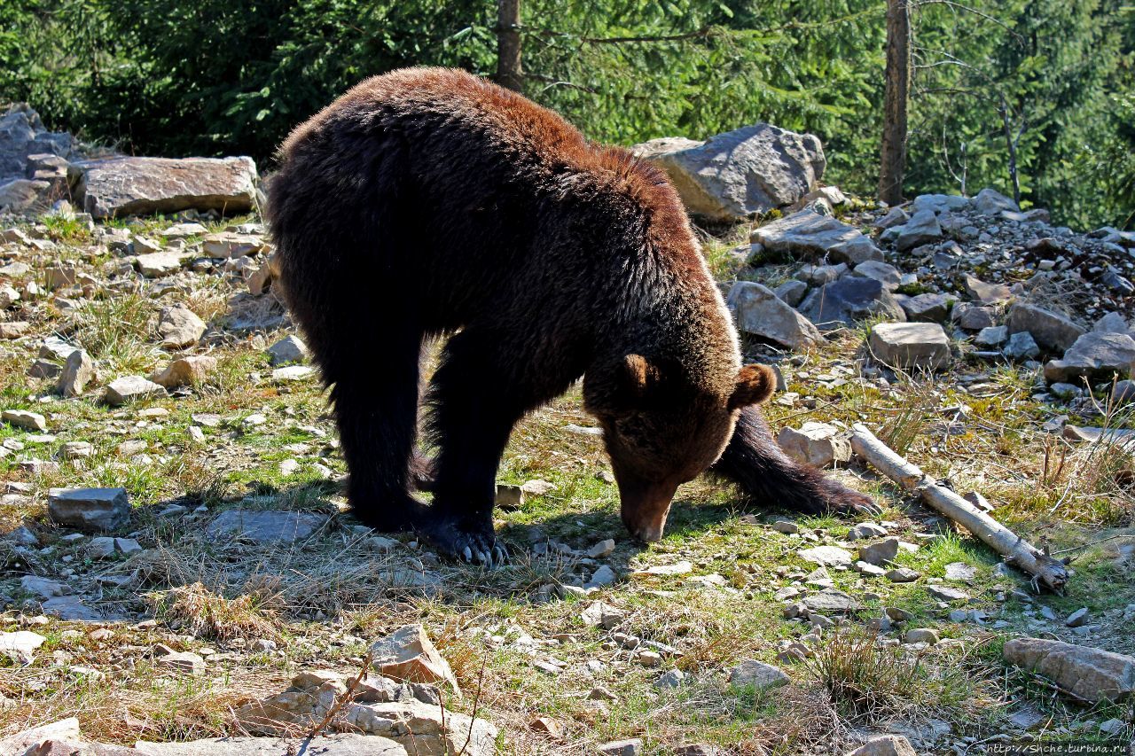 Центр реабилитации бурых медведей Синевир Национальный Парк, Украина