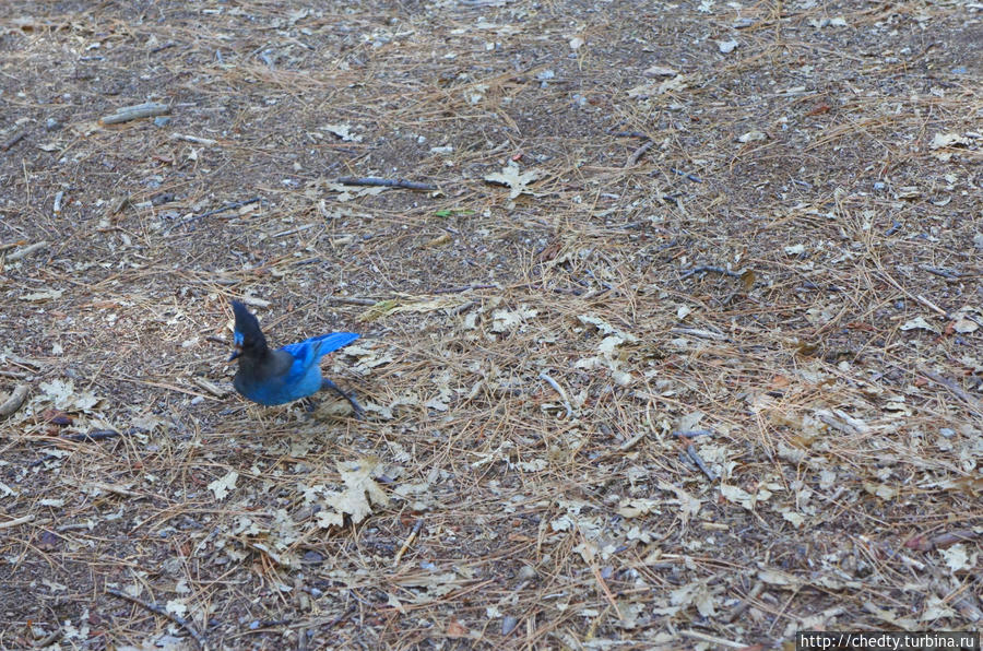 Голубой Хохлач – ближайший родственник Колиного Синебрюха. Йосемити Национальный Парк, CША