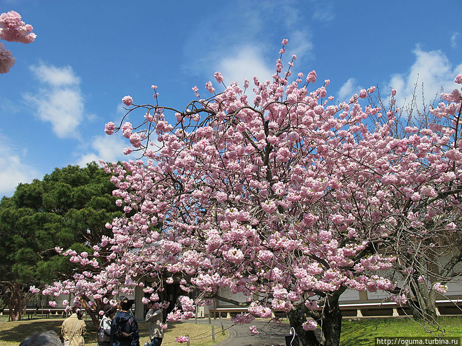 А такая сакура начнёт там цвести чуть позже, под конец цветения белой Киото, Япония
