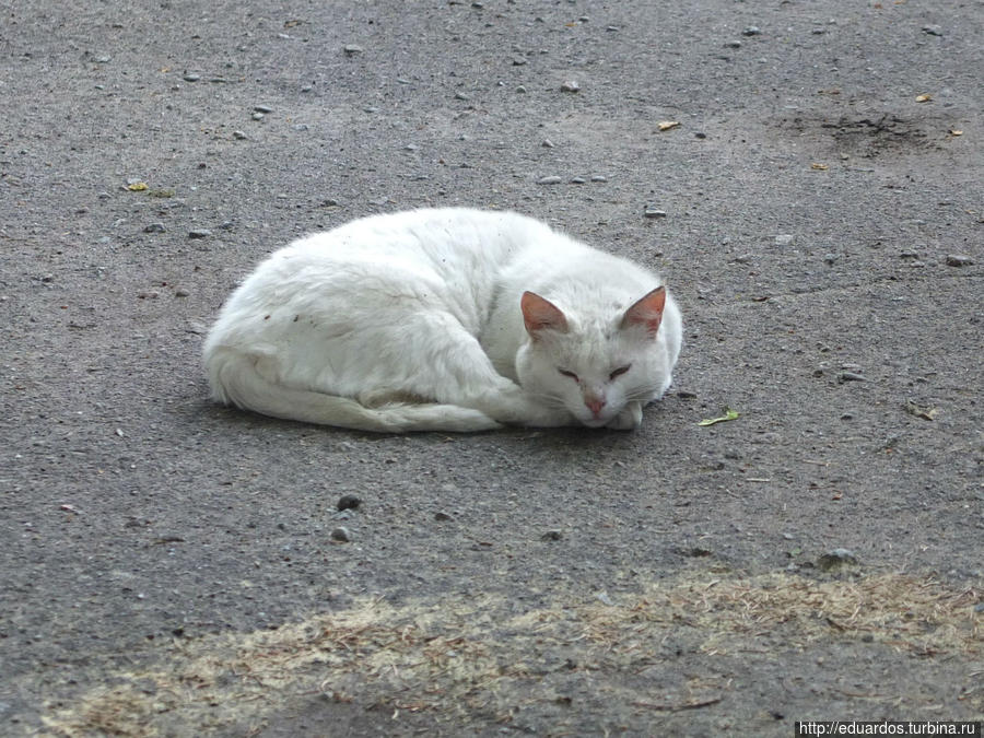 Мурчащие коты, яркие и не очень))) Санкт-Петербург, Россия Мурчащие коты, яркие и не очень))) Санкт-Петербург, Россия