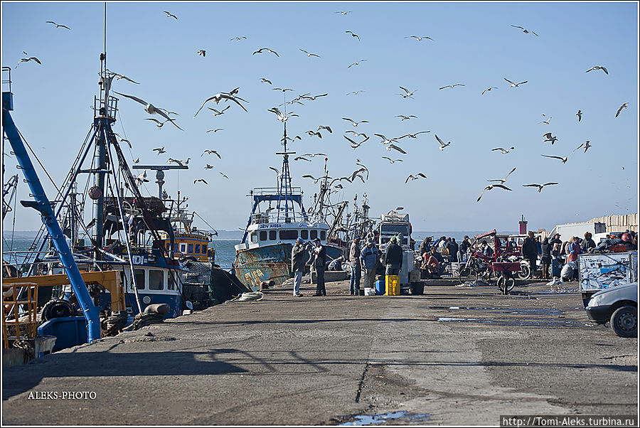 Такое количество чаек всегда указывает на то, что поблизости — рыба...
* Такое количество чаек всегда указывает на то, что поблизости — рыба...
*