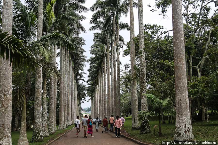 Ботанический Сад Абури Аккра, Гана