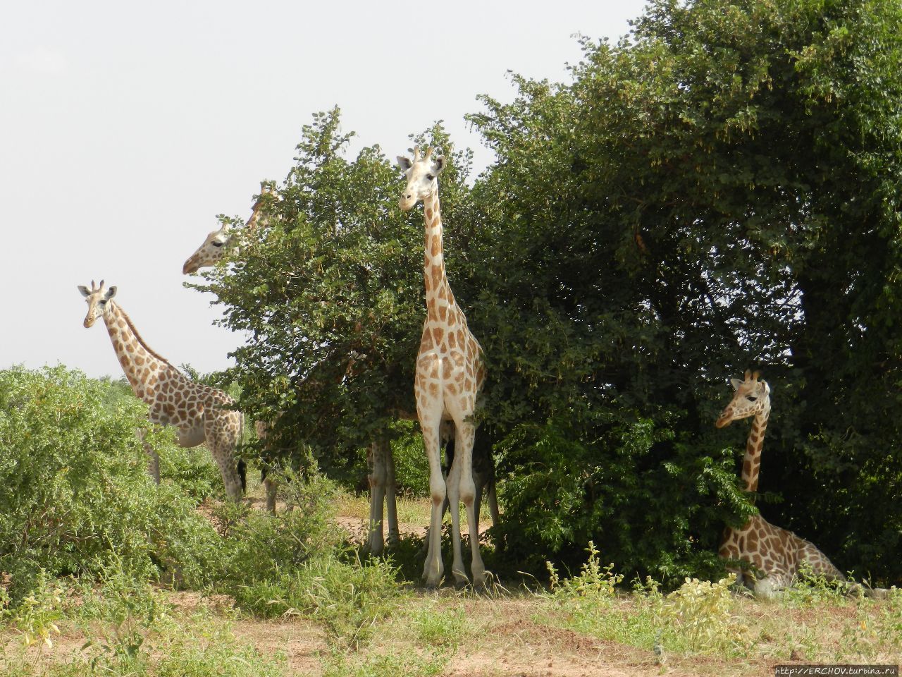 Нигер. Ч — 27. Султан Доссо. Заповедник жирафов. Ниамей Доссо, Нигер