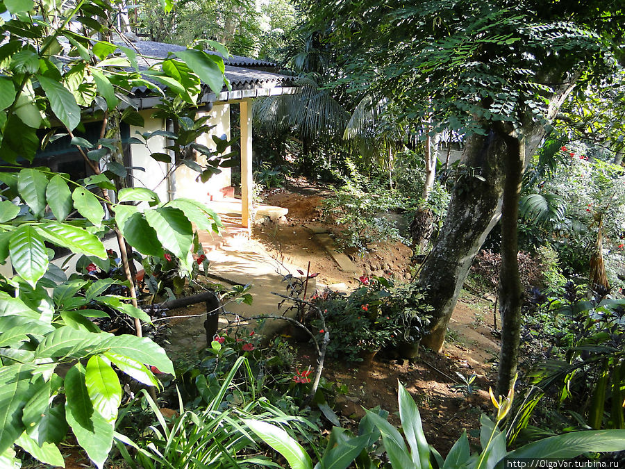 Сад напоминал джунгли Канди, Шри-Ланка