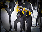 в пингвины вас принять не можем 
и встаньте батенька с колен 
напрасно вы надели ласты 
и клювик из папьемаше