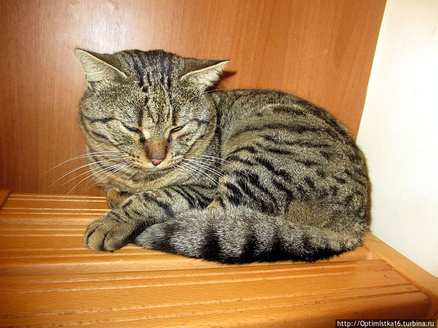 Котик Федя Дидим, Турция Котик Федя Дидим, Турция