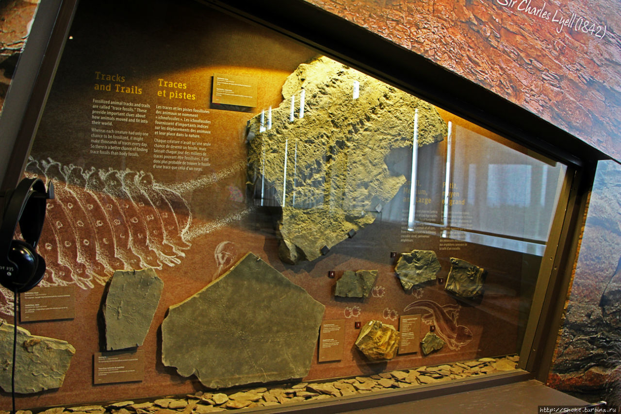Скалы с окаменелостями в Джоггинсе Джоггинс, Канада