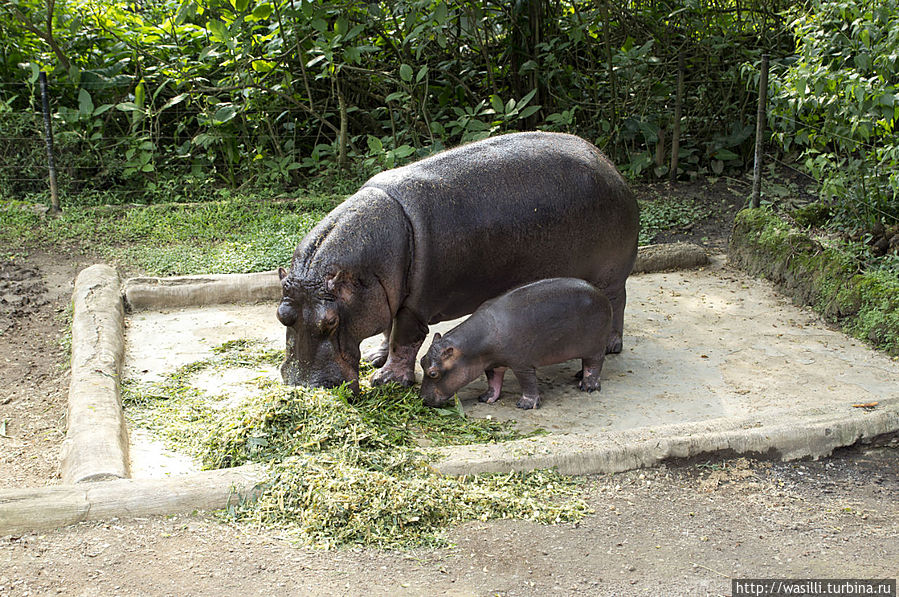 Мотя с детёнышем. Мотя с детёнышем.