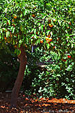 На многих деревьях все еще висят прошлогодние апельсины :)