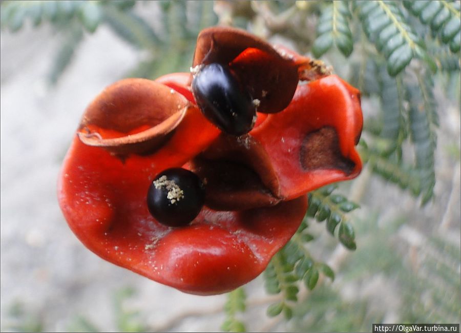 Цветок с черными ягодками-горошинами в центре со стороны напоминал мак Цветок с черными ягодками-горошинами в центре со стороны напоминал мак