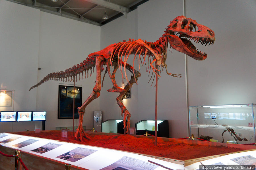 Скелет динозавра, украденный американцами. Усилиями юристов и дипломатов возвращён в Монголию. Селенгинский аймак, Монголия