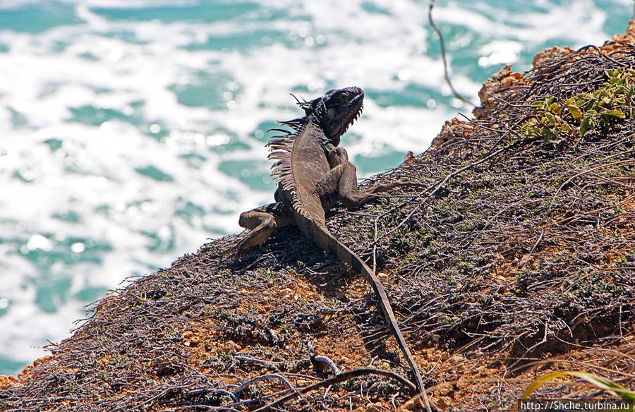 местная игуана-скалолаз (подробнее о них чуть позже) Кабо-Рохо, Пуэрто-Рико