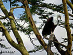 frican Fish-eagle
