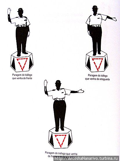 Носороги на дороге Мозамбик Носороги на дороге Мозамбик