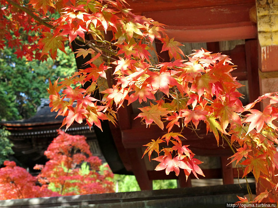 Во дворе храма Дзингодзи Во дворе храма Дзингодзи