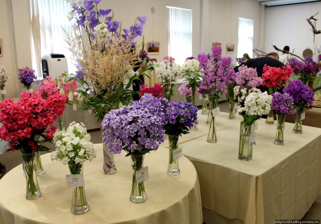 На круглом столе белый сорт — флокс Голубь мира. Санкт-Петербург, Россия На круглом столе белый сорт — флокс Голубь мира. Санкт-Петербург, Россия