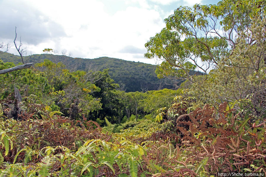 Волшебный лес Гавайев. Здесь не оставит след протектор авто Парк штата Нуалоло Кай, остров Кауаи, CША