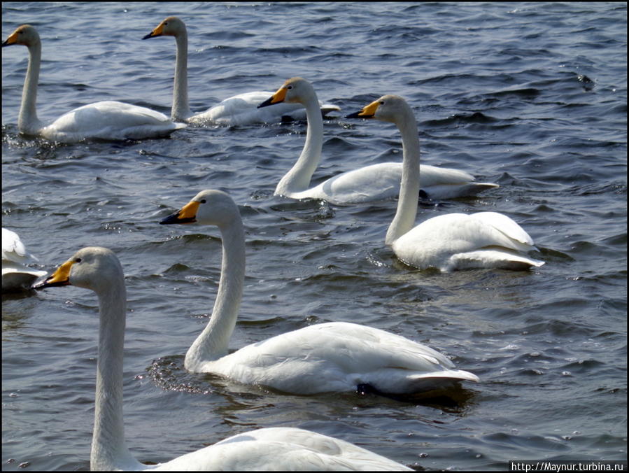 Пусть летят по небу лебеди... Южно-Сахалинск, Россия Пусть летят по небу лебеди... Южно-Сахалинск, Россия
