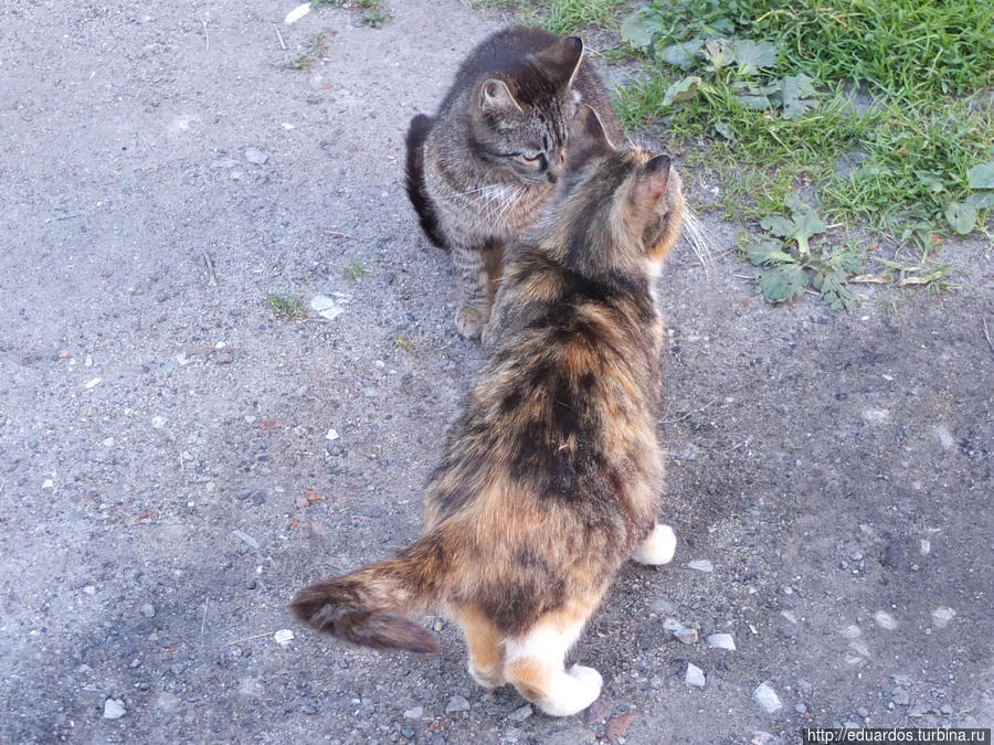 Мурчащие коты, яркие и не очень))) Санкт-Петербург, Россия Мурчащие коты, яркие и не очень))) Санкт-Петербург, Россия