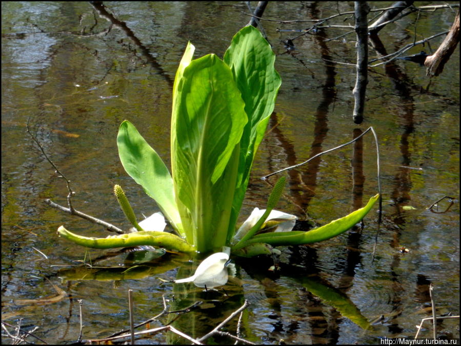 А  это  наш  лотос.  Шутка.  Очень  ядовитое  растение —  белокопытник. Южно-Сахалинск, Россия