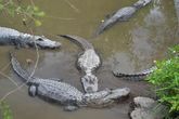 Everglades — единственное место, где вместе проживают крокодилы и аллигаторы.