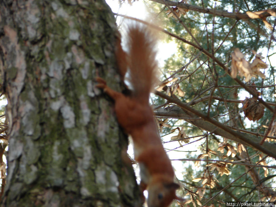 Осенняя медитация Киев, Украина Осенняя медитация Киев, Украина