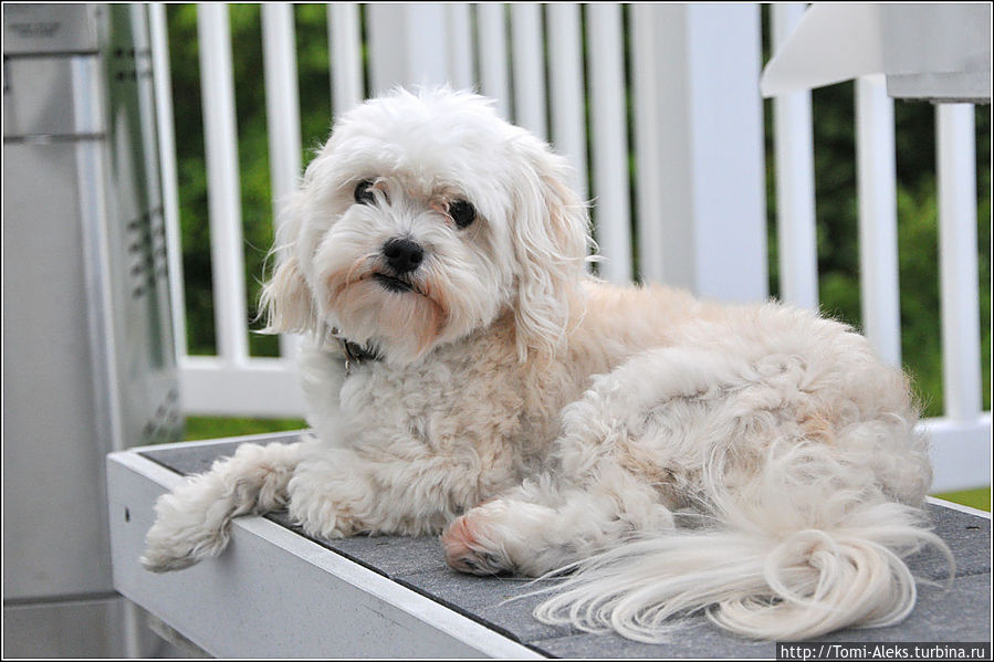 В семье есть еще один член — пушистый. Он любит возлежать где-нибудь в уютном уголке...
* Штат Мэриленд, CША В семье есть еще один член — пушистый. Он любит возлежать где-нибудь в уютном уголке...
* Штат Мэриленд, CША