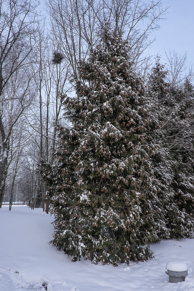 Мороз и солнце; день чудесный Москва, Россия Мороз и солнце; день чудесный Москва, Россия