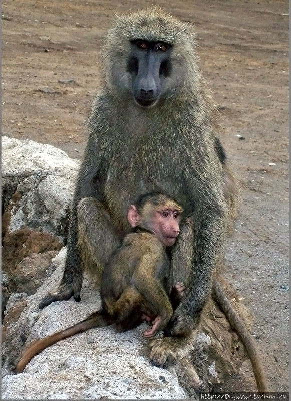 Бабуиниха с детёнышем