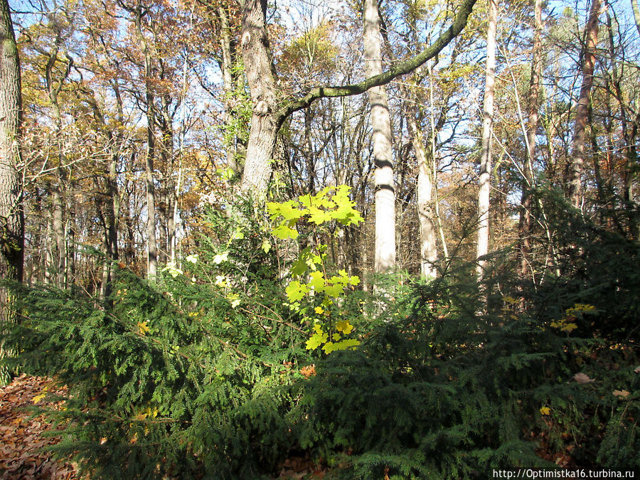 Прага в ноябре. Наша первая прогулка в парке рядом с домом Прага, Чехия Прага в ноябре. Наша первая прогулка в парке рядом с домом Прага, Чехия