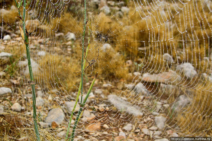 Радужная паутина и всемирные пауки... Торроэлья-де-Монгри, Испания