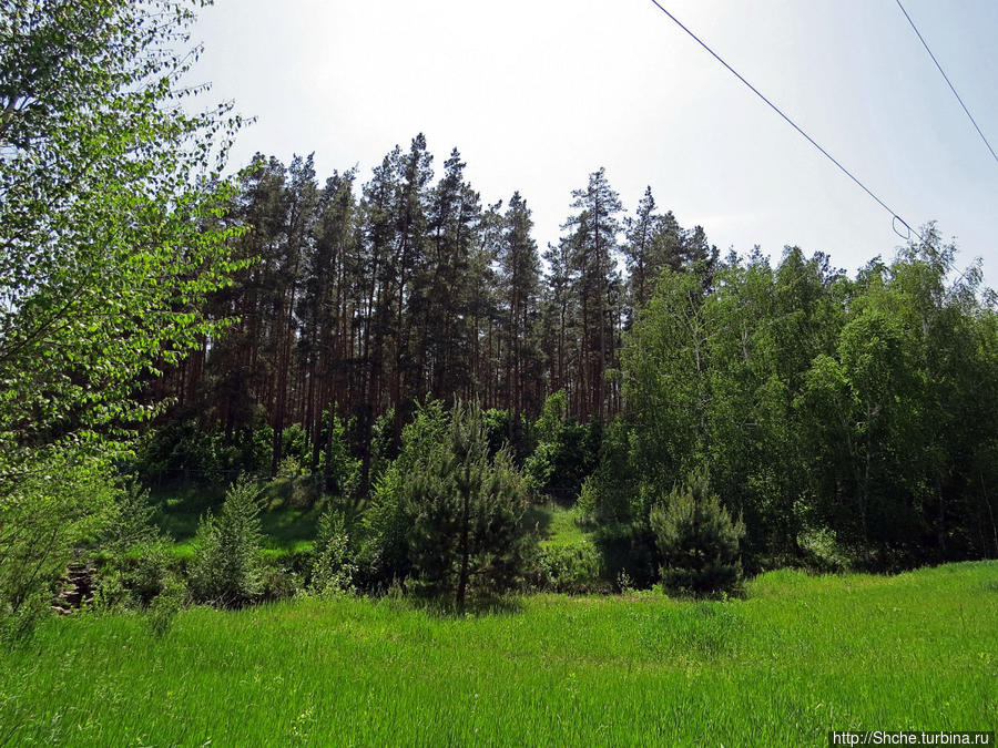 Есть лес, и есть опушка... и будет здесь избушка Бишкинь, Украина