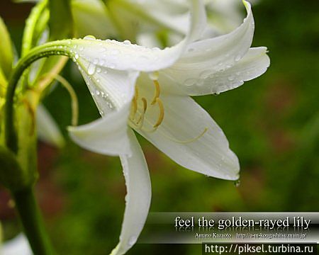 Истинной гурманке путешествий Истинной гурманке путешествий