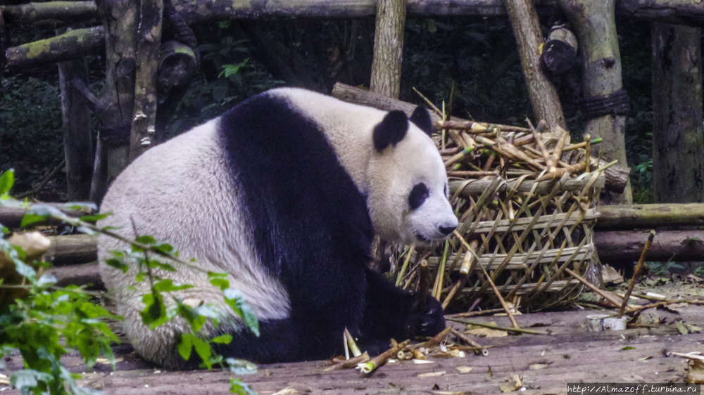 Центр изучения и разведения большой панды В Чэнду Чэнду, Китай