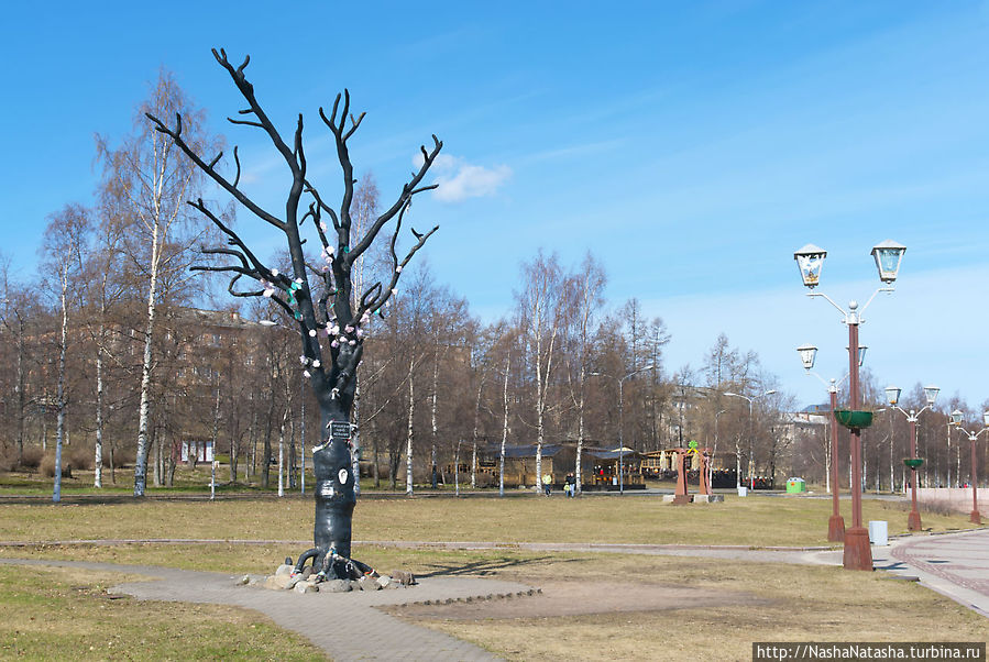 Дерево желаний, подаренное шведским городом-побратимом Умео Петрозаводск, Россия