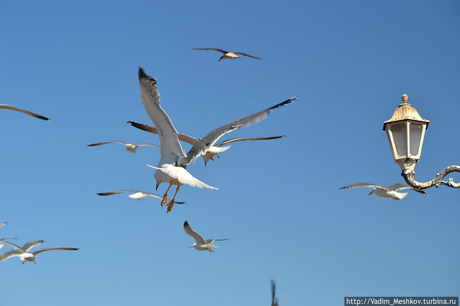 Чайки Чайки