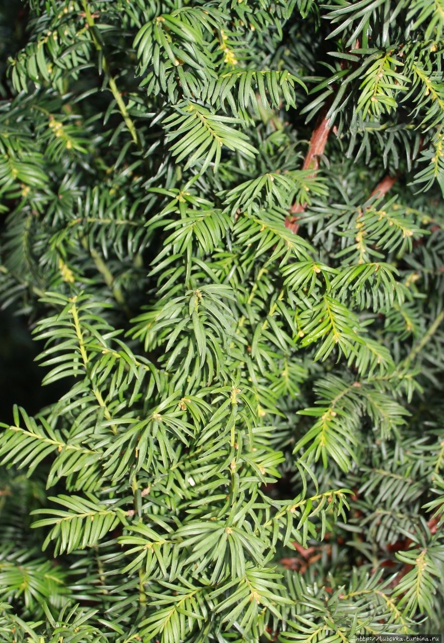 Зелёное сердце Риги Рига, Латвия Зелёное сердце Риги Рига, Латвия