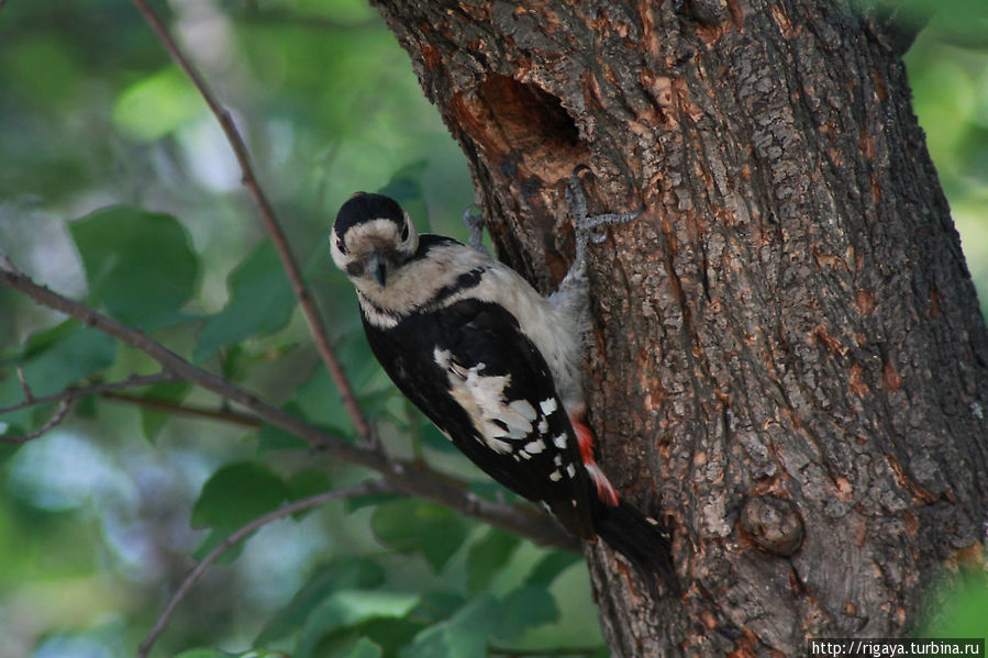 История пары дятлов... Днепр, Украина История пары дятлов... Днепр, Украина