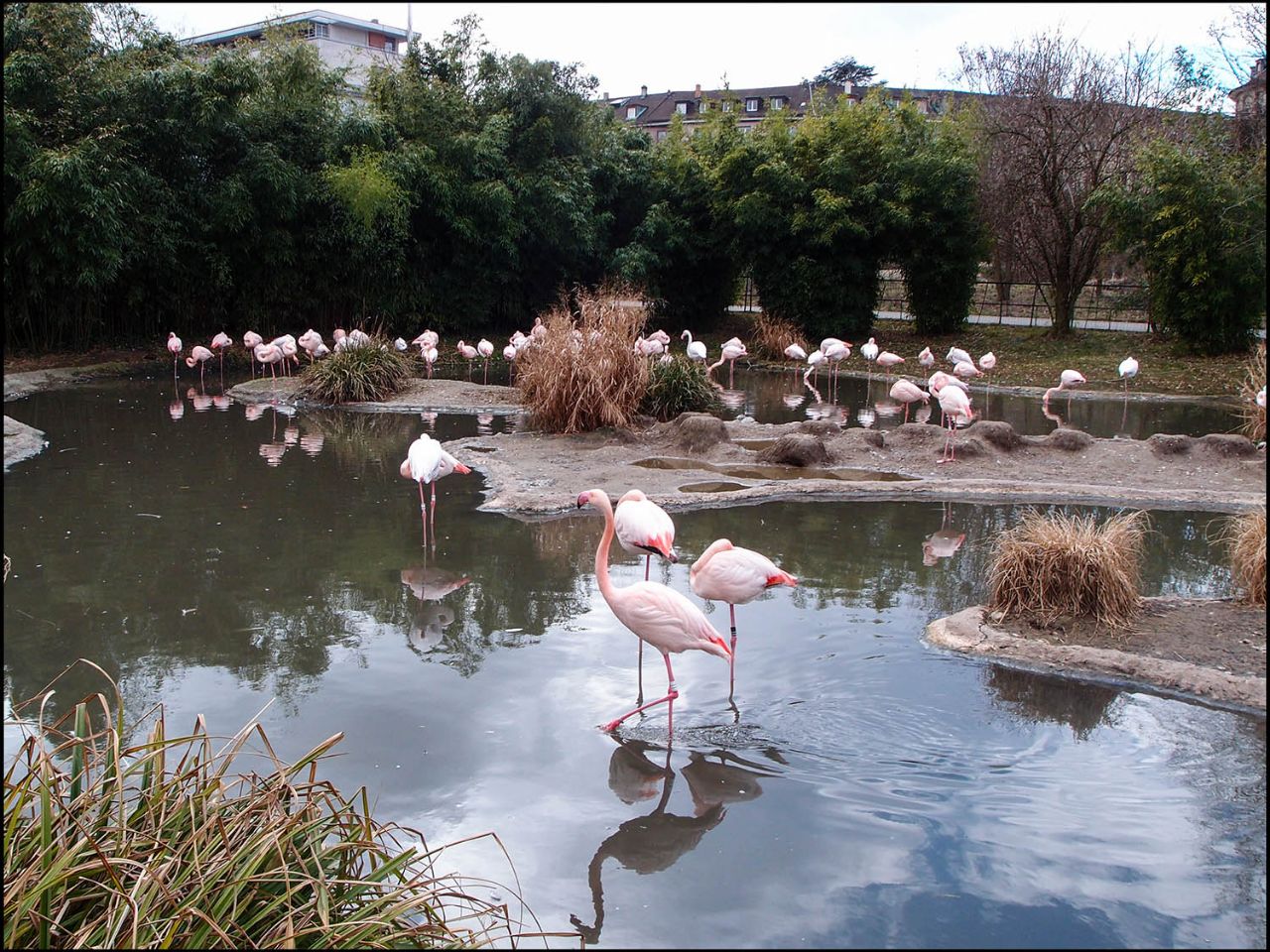 Белый аист, розовый фламинго и дыхание весны Базель, Швейцария