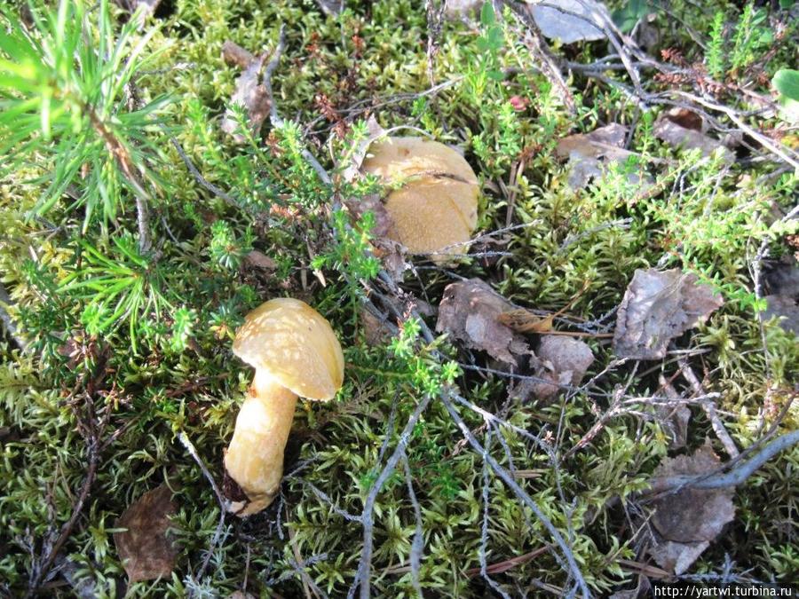 Богатые здесь места грибами. Медвежьегорск, Россия