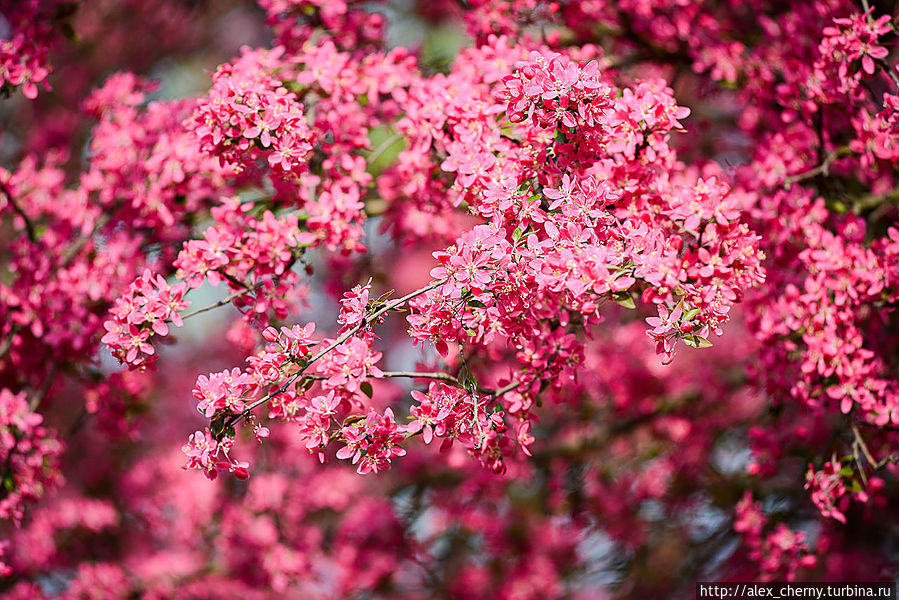 не знаю похоже на сакуру что в Краловском (Королевском) парке Прага, Чехия не знаю похоже на сакуру что в Краловском (Королевском) парке Прага, Чехия