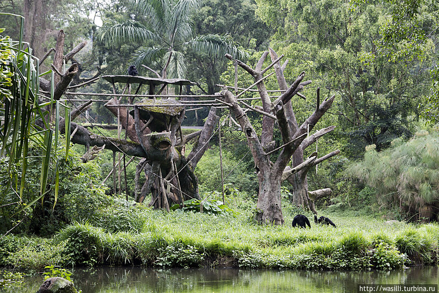 Обезьянье царство. Обезьянье царство.