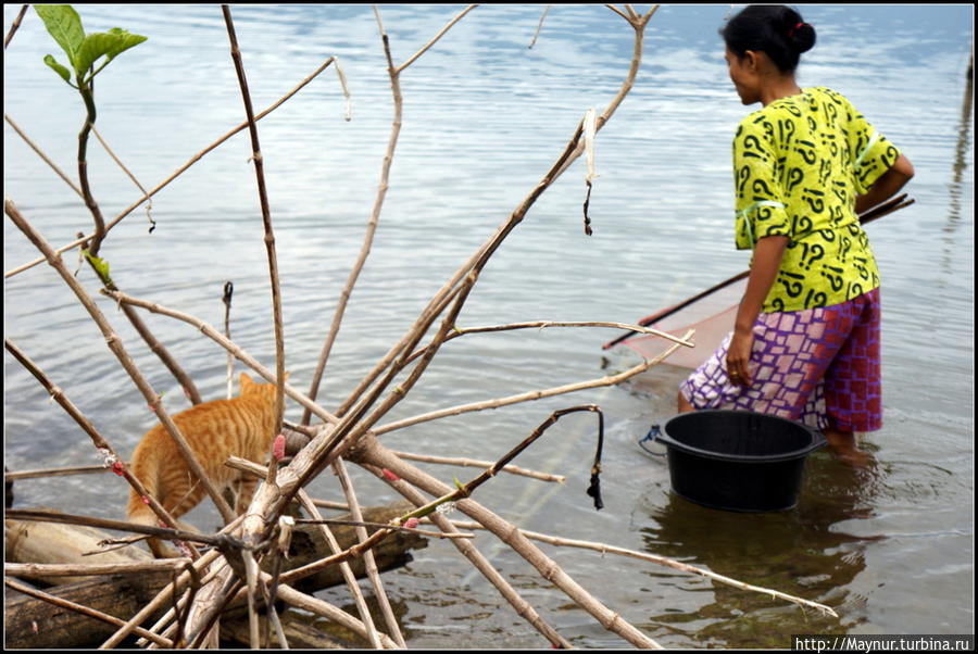 люди   ловят  рыбу,  а  кот   уже   на   месте... Букиттинги, Индонезия