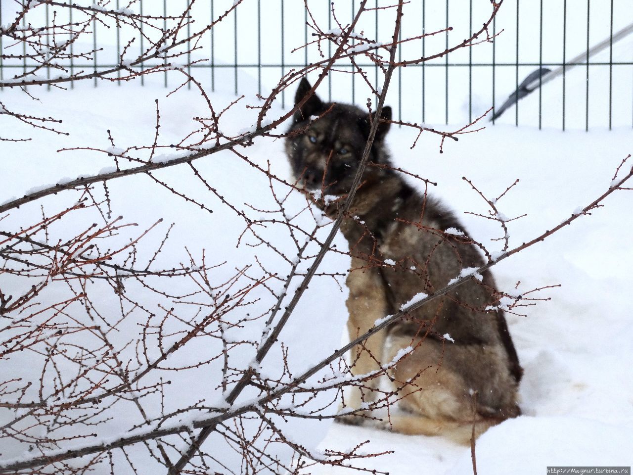 Этот пес так и просидел за сугробом, не издав звука. Южно-Сахалинск, Россия